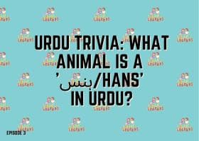 URDU TRIVIA: What animal is a 'hans' in urdu?