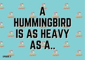 A hummingbird is as heavy as a..