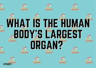 What is the human body's largest organ?