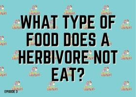 What type of food does a herbivore NOT eat?