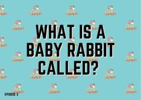 What is a baby rabbit called?