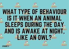 What type of behaviour is it when an animal sleeps during the day and is awake at night, like an owl?